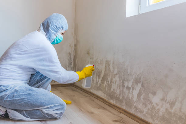 Licensed Black Mold Remediation service in Smyrna, GA - 24 Hour Mold Removal